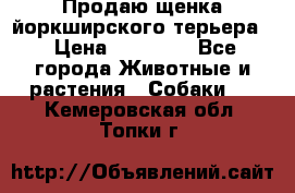 Продаю щенка йоркширского терьера  › Цена ­ 20 000 - Все города Животные и растения » Собаки   . Кемеровская обл.,Топки г.